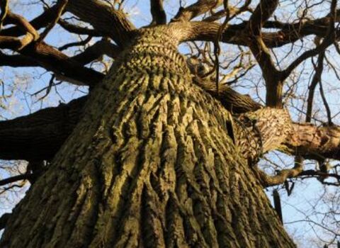 Oak tree