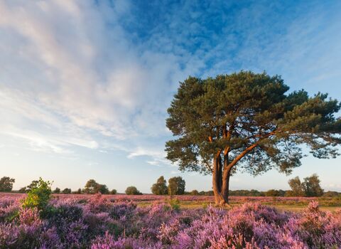 New Forest National Park