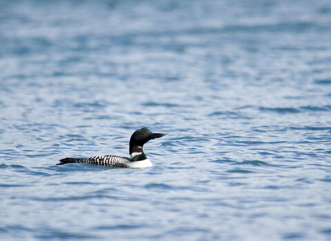 A great northern diver ins ummer plumage, with a strong white collar and white marks on the back