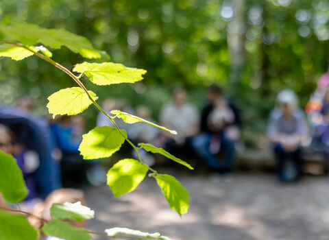 Leafy tree branch in the foreground with a group of adults sitting on woodland benches in a circle in the background. 