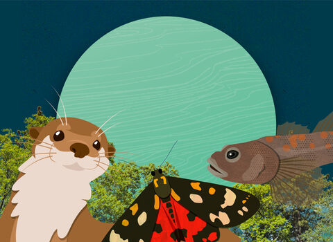 Animation cover Chalk Stream Quest