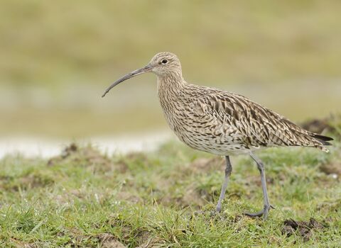 A Eurasian curlew with a long, curved bill stands on grassy terrain, with a blurred natural background.