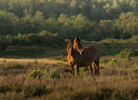 New Forest Pony 