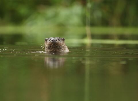 otter