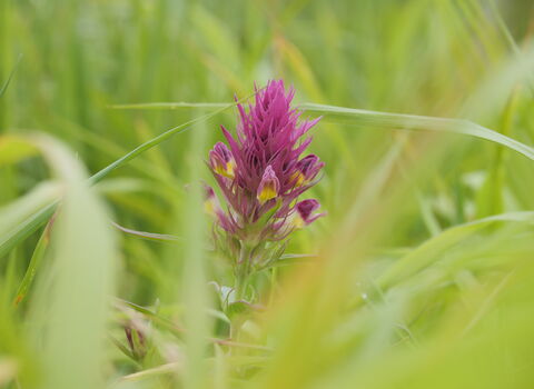 Pink and yellow flower in green grass. The background is blurred. 