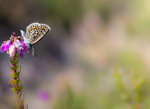 Silver-studded blue on bell heather 