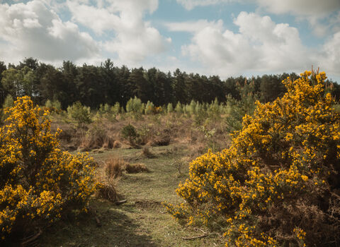 Hawley Common heathland with flowering gorse, rough grassland and scattered young trees beneath a cloudy blue sky.