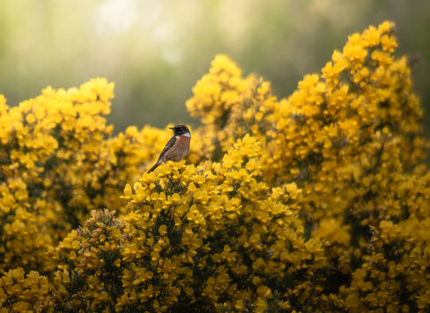 Stonechat