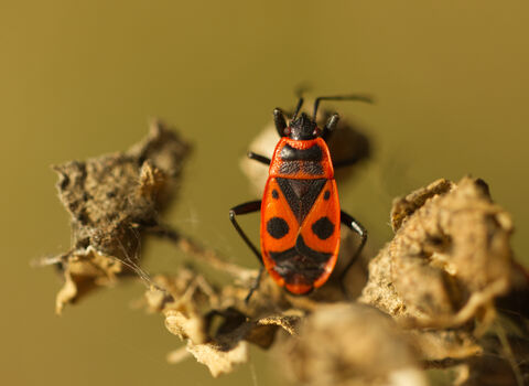 A firebug resting on a dead seedhead. It's a surfboard-shaped bug with a black head, black legs and a red body with black markings