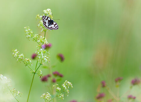 Black and white butterfly (marbled white) on a white and green flower. The background is blurred and you can see purple flowers in the background too