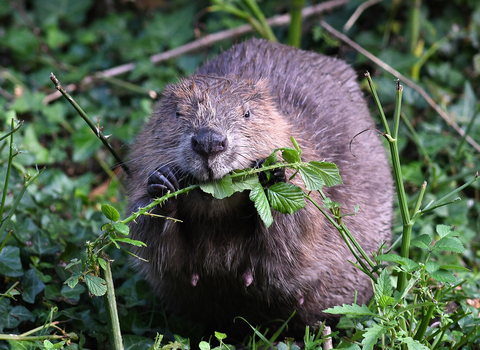 David Parkyn - David Parkyn/ Cornwall Wildlife Trust