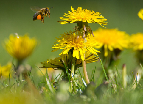 Honey bee