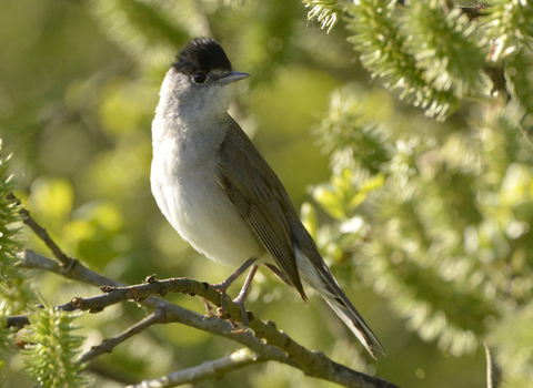 Blackcap