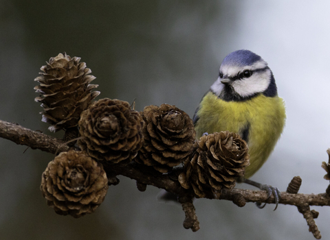 blue tit on branch 