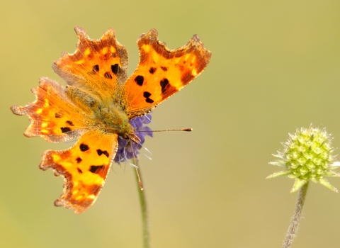 Comma Butterfly WildNet - ©Amy Lewis