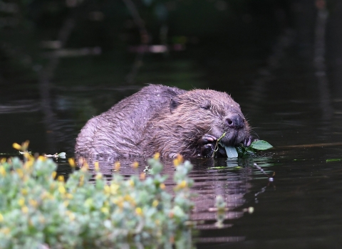 Beaver © David Parkyn, Cornwall Wildlife Trust
