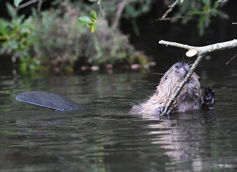 Eurasian beaver