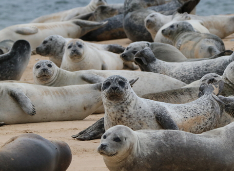 Seals