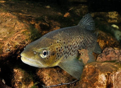 Brown trout (Salmo trutta) © Linda Pitkin/2020VISION