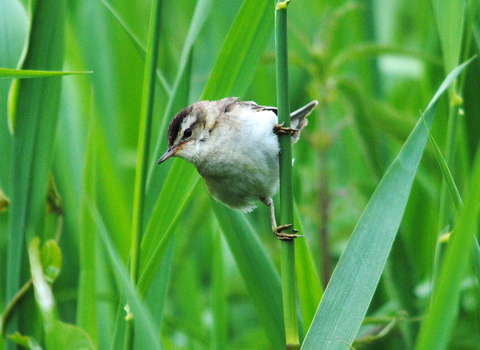 Sedge warbler