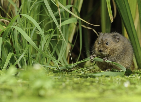 Water Vole