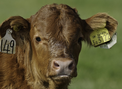 Calf 