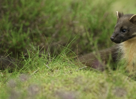 Pine marten 