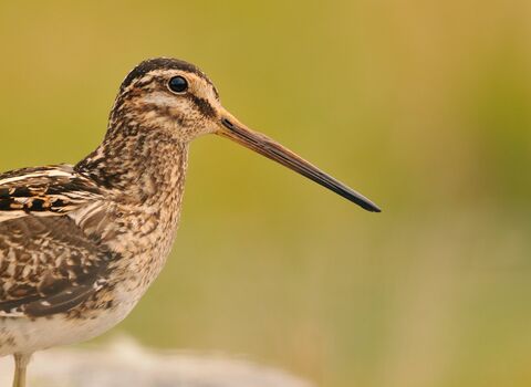 Snipe © Fergus Gill/2020VISION